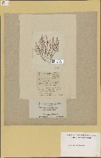spécimen de Laurencia pinnatifida