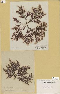 spécimen de Laurencia pinnatifida