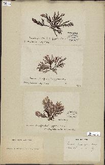 spécimen de Laurencia pinnatifida