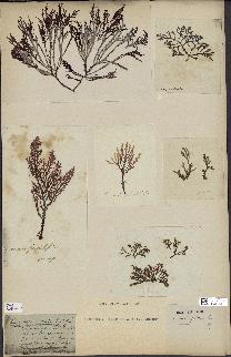 spécimen de Laurencia pinnatifida