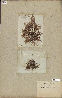 spécimen de Laurencia pinnatifida