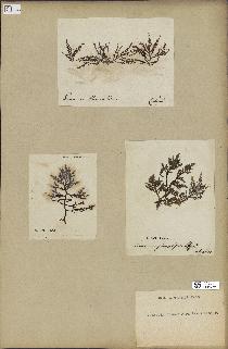 spécimen de Laurencia pinnatifida
