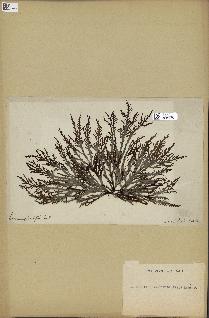 spécimen de Laurencia pinnatifida