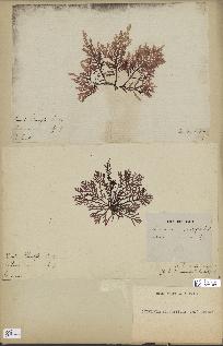 spécimen de Laurencia pinnatifida
