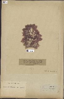 spécimen de Laurencia pinnatifida
