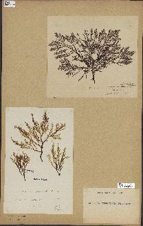 spécimen de Laurencia pinnatifida