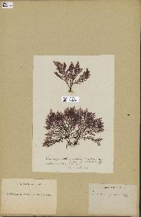 spécimen de Laurencia pinnatifida