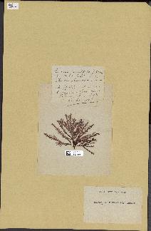 spécimen de Laurencia pinnatifida