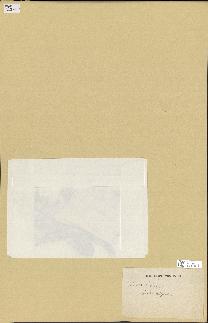 spécimen de Laurencia pinnatifida