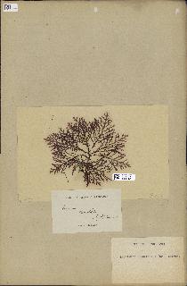spécimen de Laurencia pinnatifida