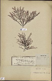 spécimen de Laurencia pinnatifida