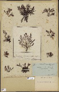 spécimen de Laurencia pinnatifida