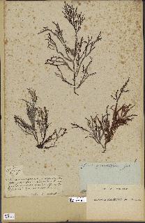 spécimen de Laurencia pinnatifida