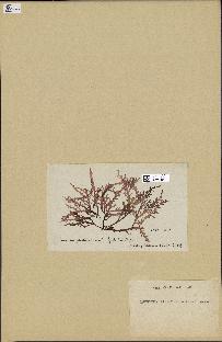 spécimen de Laurencia pinnatifida