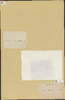 spécimen de Laurencia pinnatifida