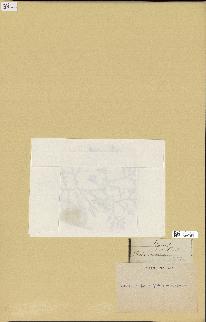 spécimen de Laurencia pinnatifida