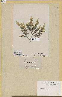 spécimen de Laurencia pinnatifida