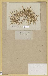 spécimen de Laurencia pinnatifida
