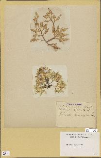 spécimen de Laurencia pinnatifida