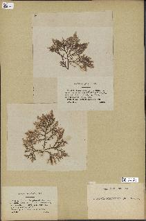 spécimen de Laurencia pinnatifida