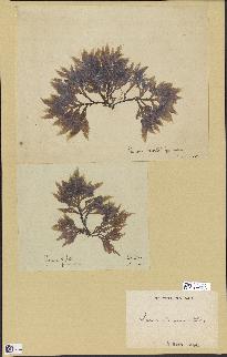 spécimen de Laurencia pinnatifida