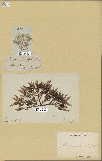 spécimen de Laurencia pinnatifida