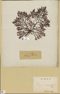 spécimen de Laurencia pinnatifida