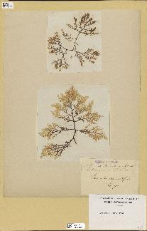 spécimen de Laurencia pinnatifida
