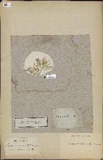 spécimen de Laurencia pinnatifida