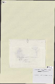 spécimen de Laurencia pinnatifida