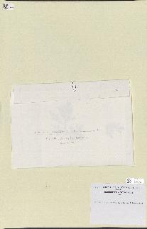 spécimen de Laurencia pinnatifida