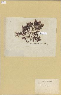 spécimen de Laurencia pinnatifida