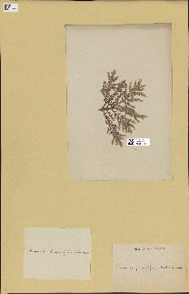spécimen de Laurencia pinnatifida