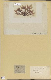 spécimen de Laurencia pinnatifida