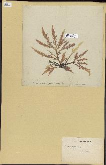 spécimen de Laurencia pinnatifida