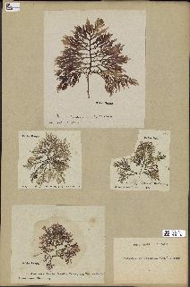 spécimen de Laurencia pinnatifida