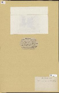 spécimen de Laurencia pinnatifida