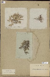 spécimen de Laurencia pinnatifida