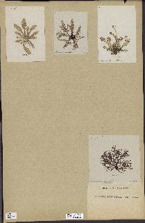 spécimen de Laurencia pinnatifida