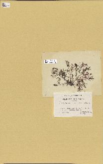spécimen de Laurencia intricata