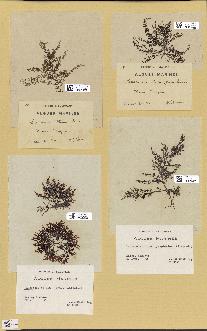 spécimen de Laurencia obtusa
