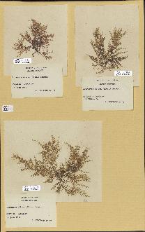 spécimen de Laurencia obtusa
