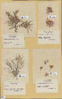 spécimen de Laurencia obtusa