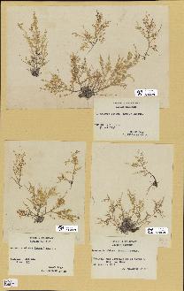 spécimen de Laurencia obtusa