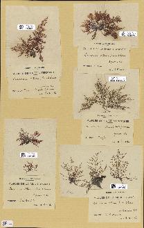 spécimen de Laurencia obtusa