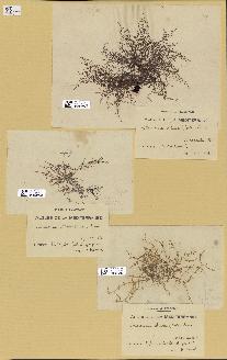 spécimen de Laurencia obtusa