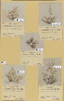 spécimen de Laurencia obtusa