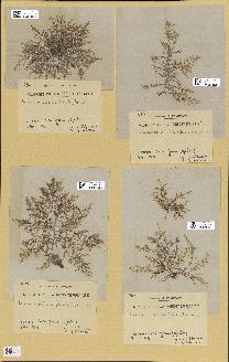 spécimen de Laurencia obtusa