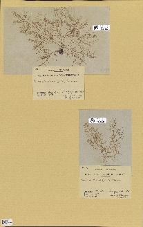 spécimen de Laurencia obtusa