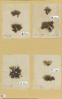 spécimen de Laurencia obtusa